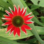 fleur rouge