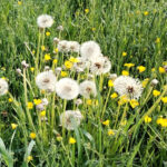 fleurs printemps