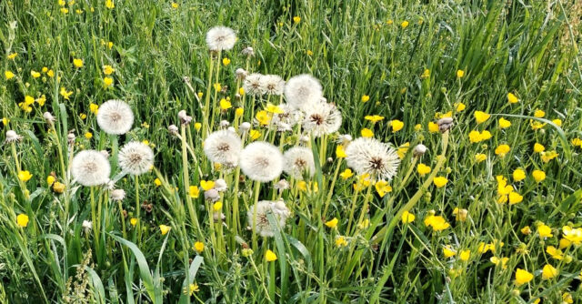fleurs printemps