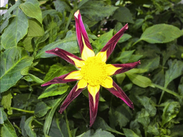 Fleur