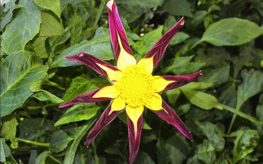 Fleur