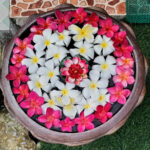 fleurs japonaises