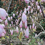 fleurs roses printemps