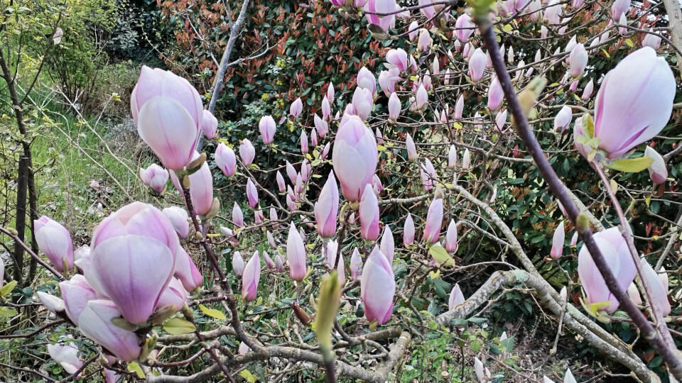 fleurs roses printemps