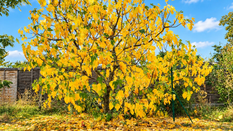 arbre jaune d'automne