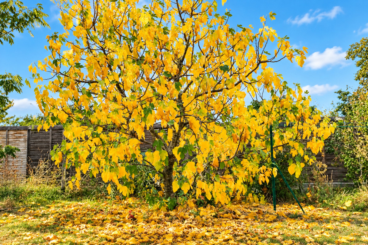 arbre jaune d'automne